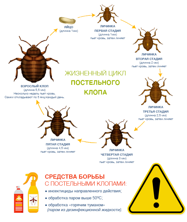 Какой цифрой обозначена на рисунке личинка первого возраста постельного клопа